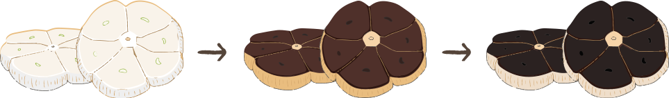 にんにくが熟成されていく過程